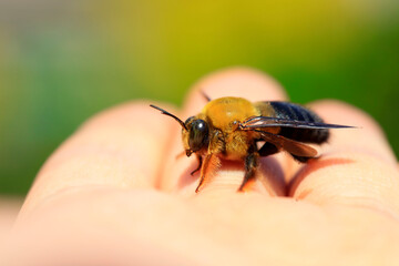 Xylocopa appendiculata crawling on human hands
