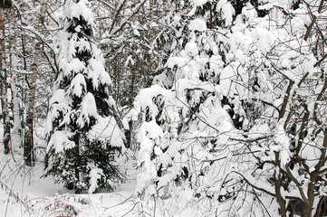 Winter in the forest. The snow on the trees. Trees covered with snow.