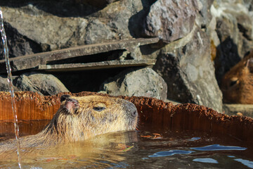 Capybara bathing in a wooden hot spring bath in a Japanese zoo
