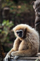 Close up of white-handed gibbon monkey sitting on wooden planks in a zoo