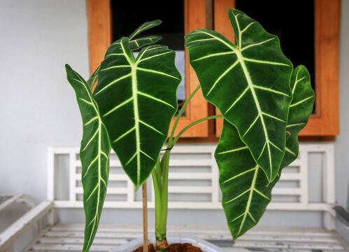 Alocasia Keladi Neon. Has very beautiful leaves