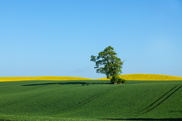 Holsteinische Schweiz. Ein Baum steht zwischen einen Getreidefeld und einem Rapsfeld auf einem Hügel.