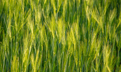 Obraz premium Green ears of wheat at sunset.