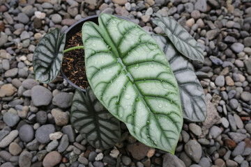 Alocasia Silver Velvet houseplant. This type of alocasia is characterized by a layer like velvet or a layer of velvet on the leaf surface with a silver color.
