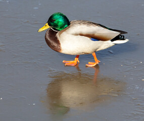 Fototapeta premium Duck on ice in winter.