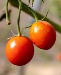 Red tomatoes on a plant