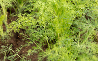 Green dill grows in the garden. Nature