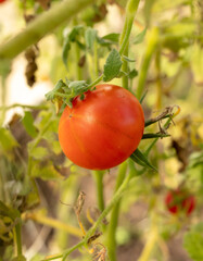 Red tomatoes on a plant