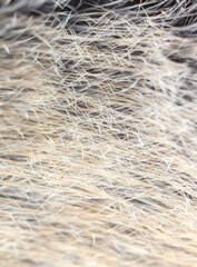 Close-up of mouse fur as background.