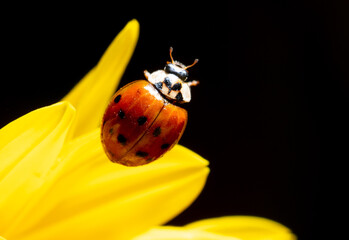Close-up of a ladybug on a yellow flower.