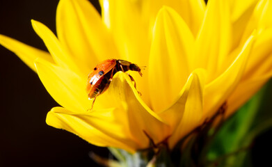 Close-up of a ladybug on a yellow flower.