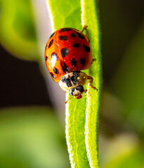 Close-up of a ladybug on a green leaf.