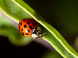 Close-up of a ladybug on a green leaf.