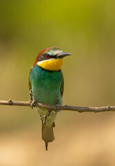 European bee-eater on a branch