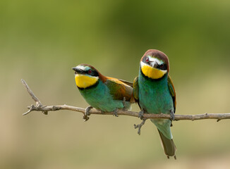 Fototapeta na wymiar Two European bee-eaters on a branch