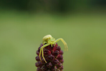 Nahansicht einer veränderlichen Krabbenspinne