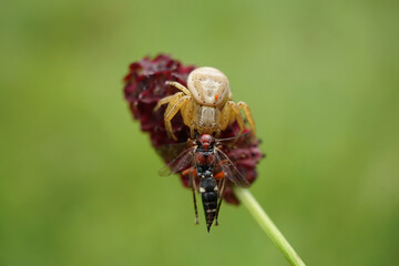 Krabbenspinne mit einer gefangenen Wespe