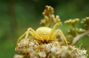 Nahansicht einer veränderlichen Krabbenspinne
