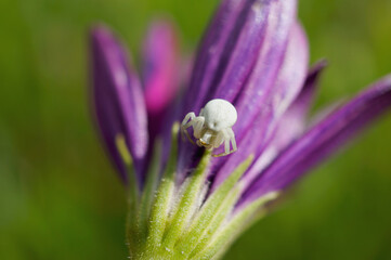 Veränderliche Krabbenspinne auf einer Blume