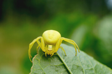 Nahansicht einer veränderlichen Krabbenspinne