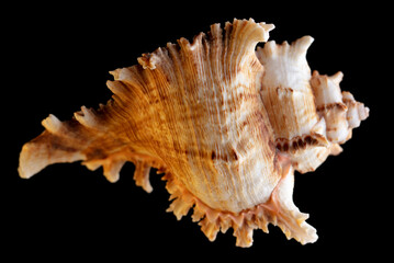 Seashell isolated on black background. Subject