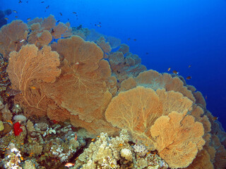 A garden of Giant sea fans Anella mollis in the Red Sea © Nina