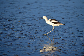American Avocet
