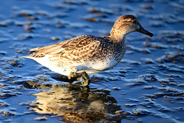 Green-winged Teal