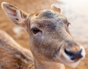 Portrait of a fawn at zoo.