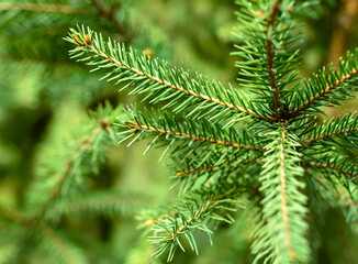 Green needles on the branches of a coniferous tree