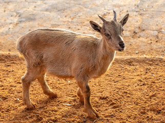 Portrait of a goat behind the fence