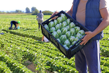 Landwirtschaftliche Salaternte