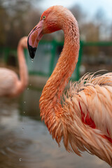 Close up portrait of pink flamingo