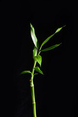 One bamboo branch on black background 


