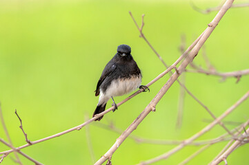 The pied bush chat Saxicola caprata  is a small passerine bird found ranging from West Asia and...