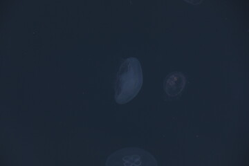 Obraz na płótnie Canvas Jelly fish in the deep blue sea.