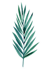 watercolor illustration of tropical palm leaves isolated on white background