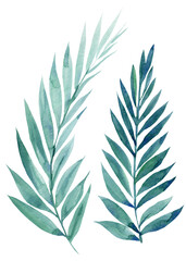 watercolor illustration of tropical palm leaves isolated on white background