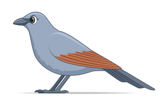 recommend clip art: Apostle bird on a white background