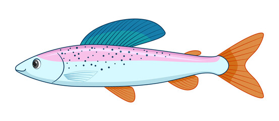 Arctic grayling fish on a white background