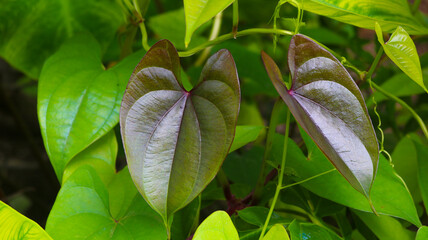 Beautiful Tree Potato leaves. The Name of Dioscorea alata, Dioscoreaceae (mati alu pata), purple yam, greater yam, Guyana arrowroot, ten-months yam, water yam, white yam, winged yam.