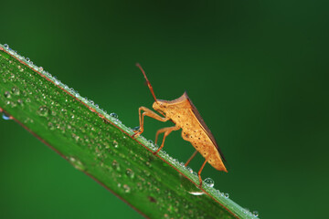stinkbug on plant leaves in nature, North China Plain