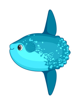 Mola mola fish on a white background