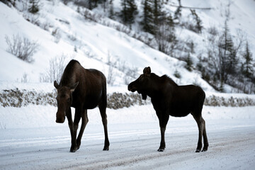Silhouette of two Moose (Alces alces) crossing the icy, snowy road in winter, Jasper National Park, Canada