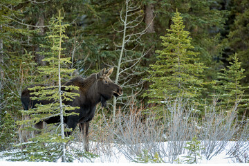 Young moose (Alces alces) in the snowy forest, Jasper National Park