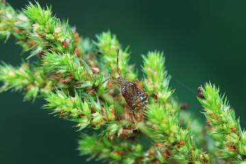 stinkbug on plant leaves in nature, North China Plain