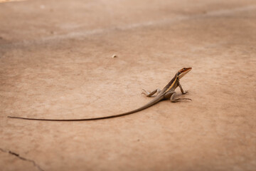 Lizzard