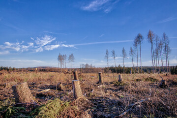 Kahlschlag Wald Waldsterben Harz