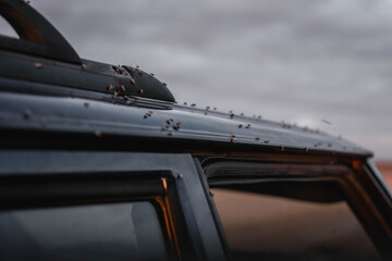 Flies