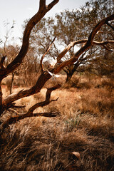 Schwalbe im Anflug auf Ast